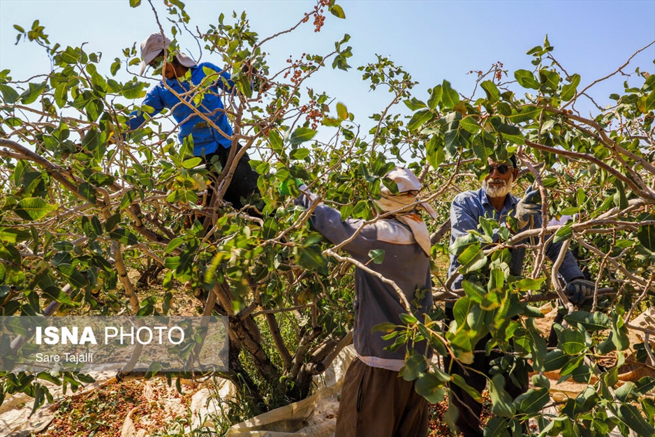 برداشت پسته از باغات زنگی آباد کرمان