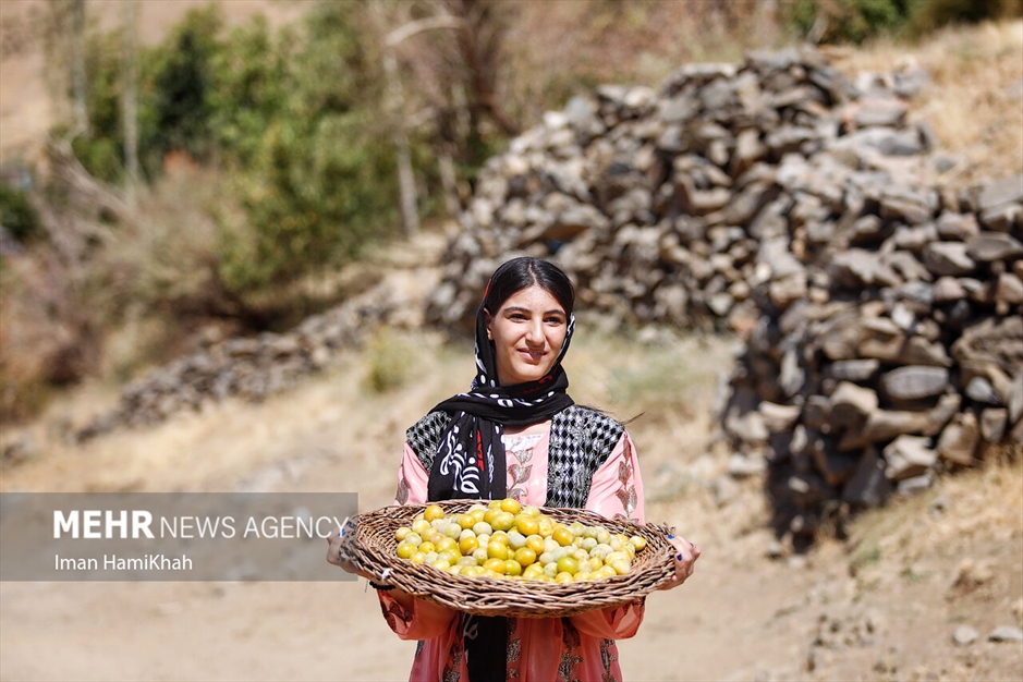 جشنواره برداشت آلو در روستای «حیدره قاضی خان»