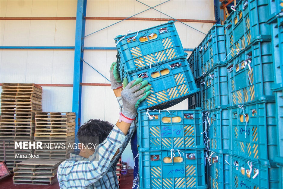 میانه قطب کشاورزی استان آذربایجان شرقی