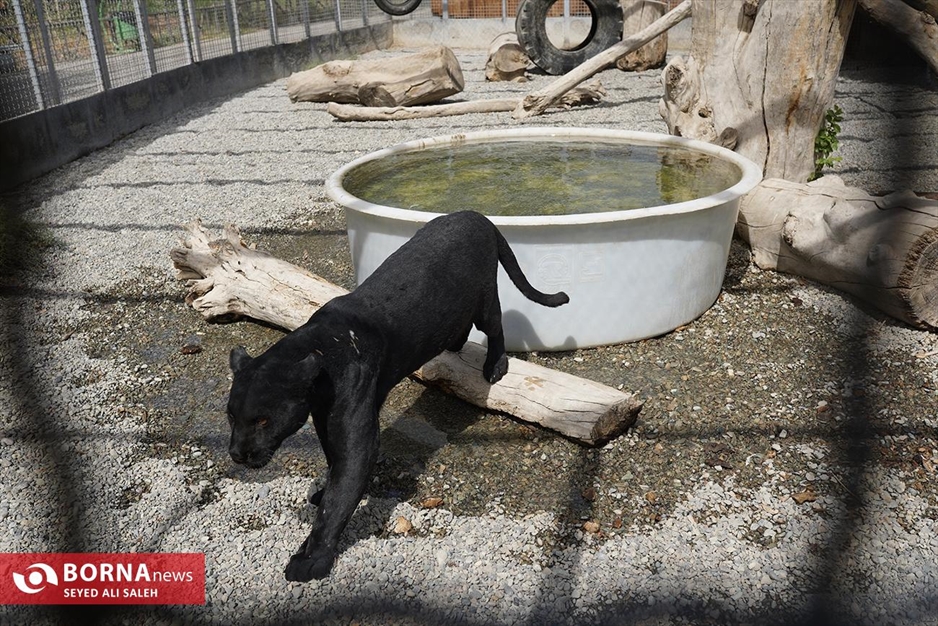 گربه سانان باغ وحش صفادشت