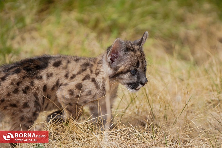گربه سانان باغ وحش صفادشت