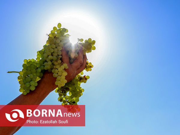 برداشت انگور در روستای آقداش