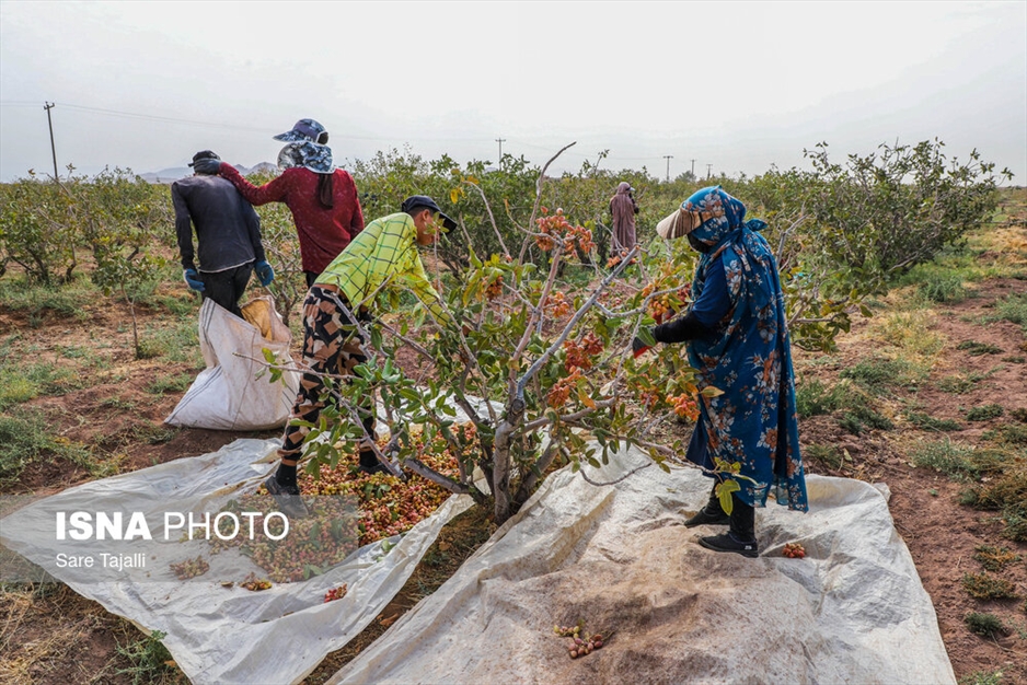 برداشت پسته از باغات زنگی آباد کرمان