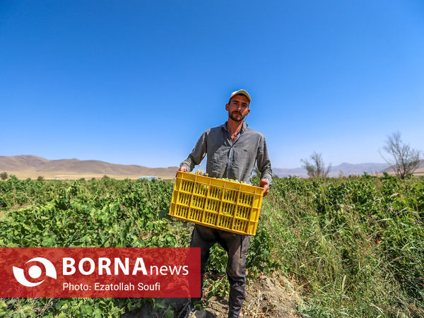 برداشت انگور در روستای آقداش