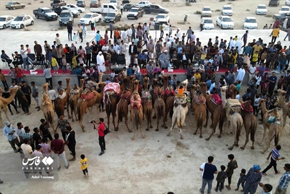 «مسابقه شترسواری» در روستای کورزین قشم