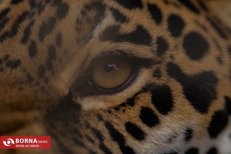 گربه سانان باغ وحش صفادشت