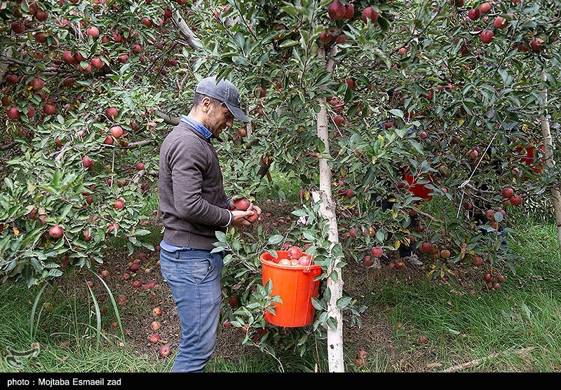 برداشت سیب از باغات ارومیه