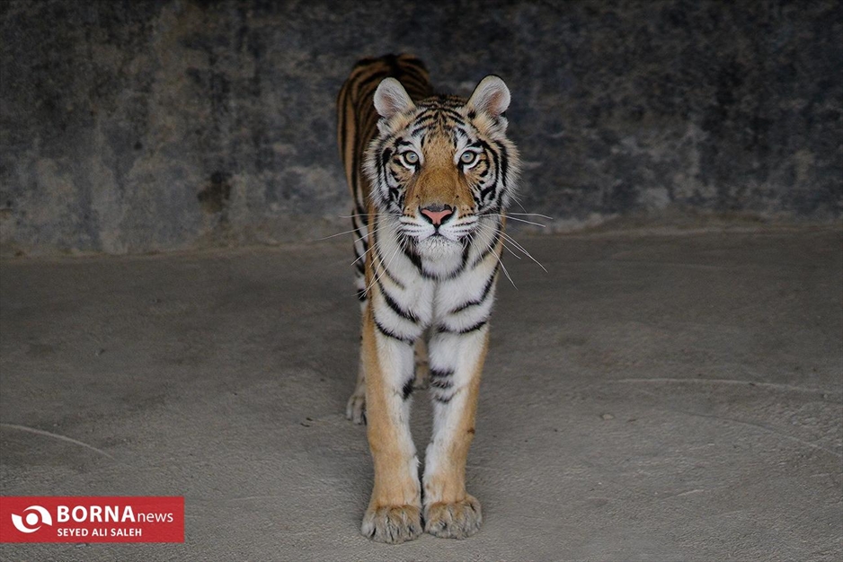 گربه سانان باغ وحش صفادشت