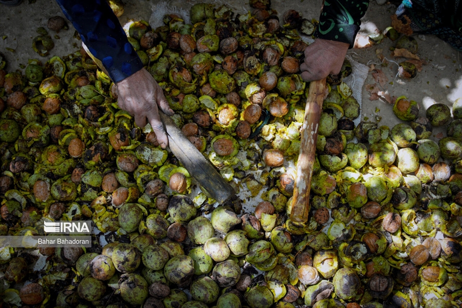 برداشت گردو در روستاهای کهگیلویه و بویراحمد