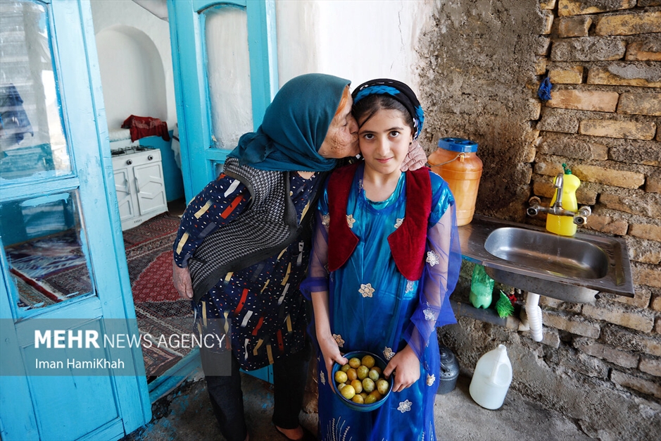 جشنواره برداشت آلو در روستای «حیدره قاضی خان»