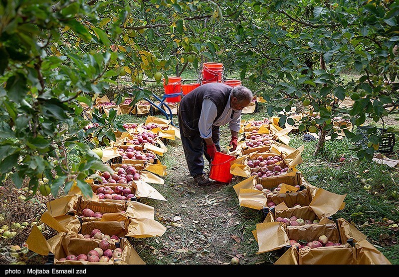 برداشت سیب از باغات ارومیه