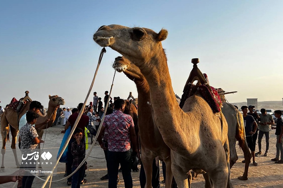 «مسابقه شترسواری» در روستای کورزین قشم