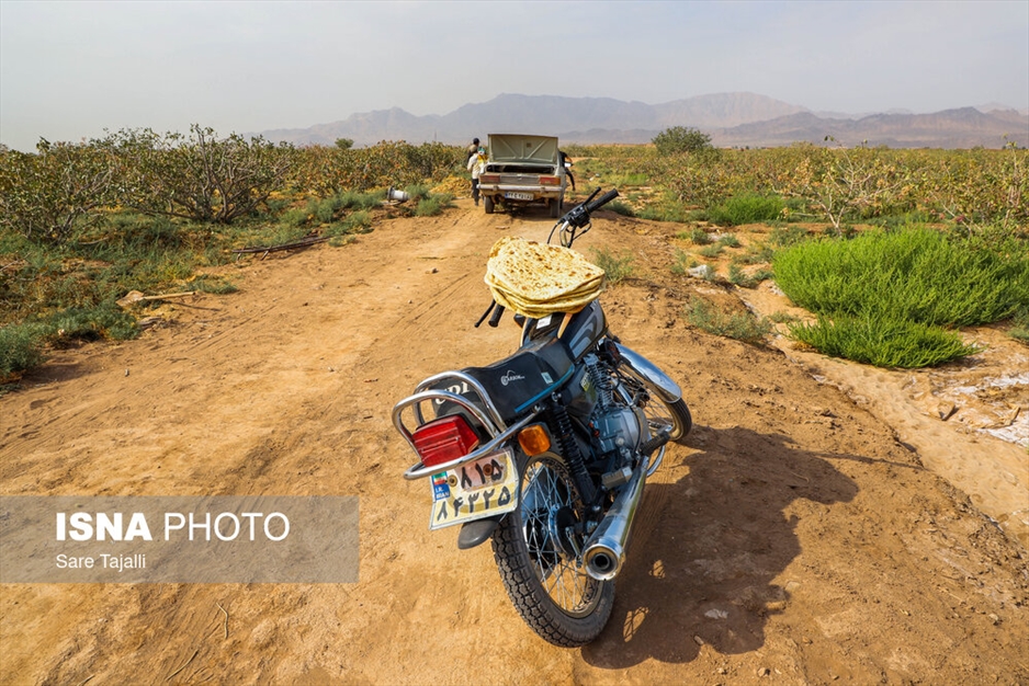 برداشت پسته از باغات زنگی آباد کرمان