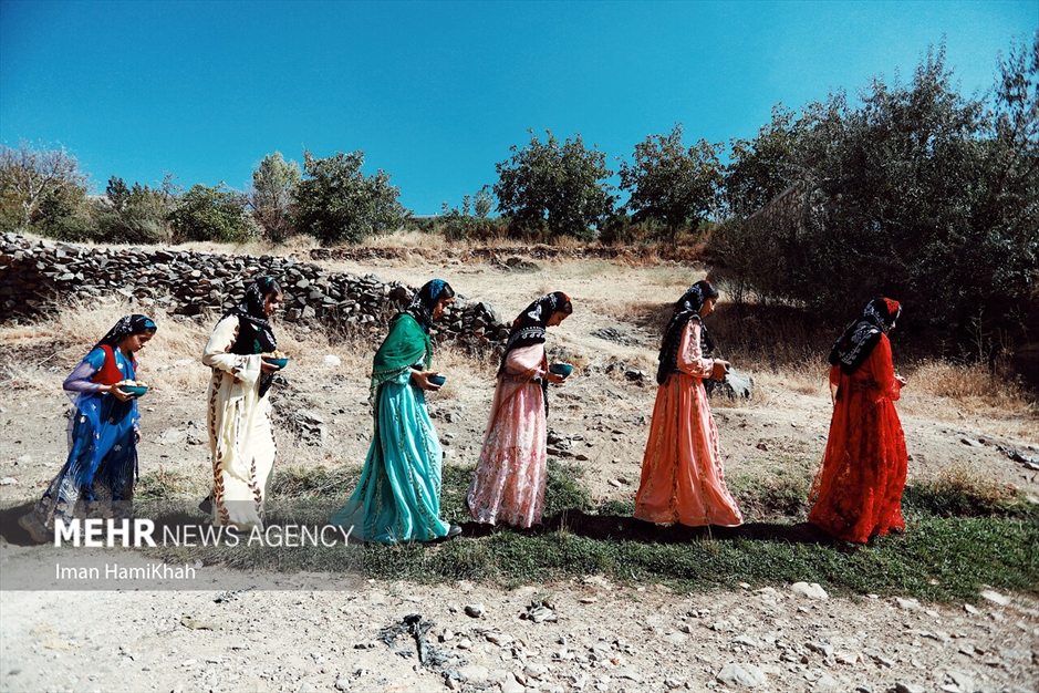 جشنواره برداشت آلو در روستای «حیدره قاضی خان»