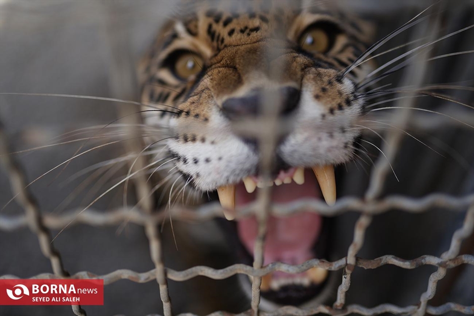 گربه سانان باغ وحش صفادشت