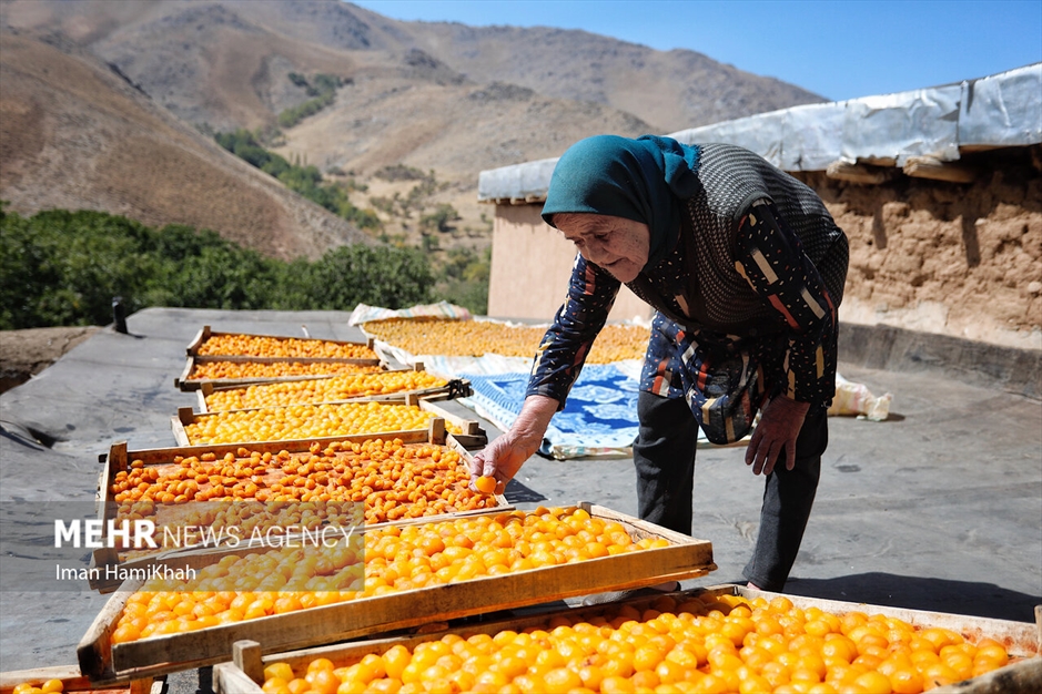 جشنواره برداشت آلو در روستای «حیدره قاضی خان»
