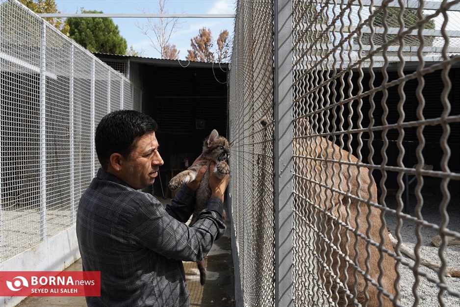 گربه سانان باغ وحش صفادشت