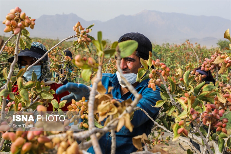 برداشت پسته از باغات زنگی آباد کرمان