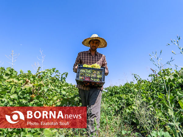 برداشت انگور در روستای آقداش
