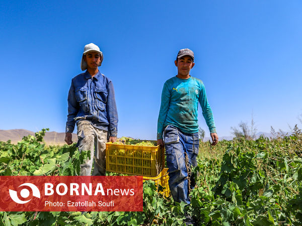 برداشت انگور در روستای آقداش