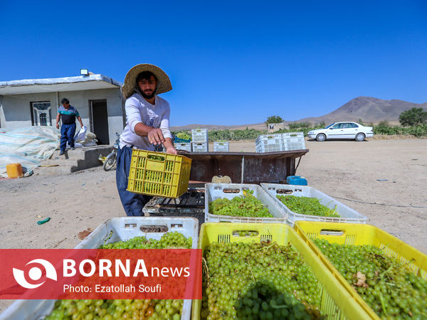 برداشت انگور در روستای آقداش