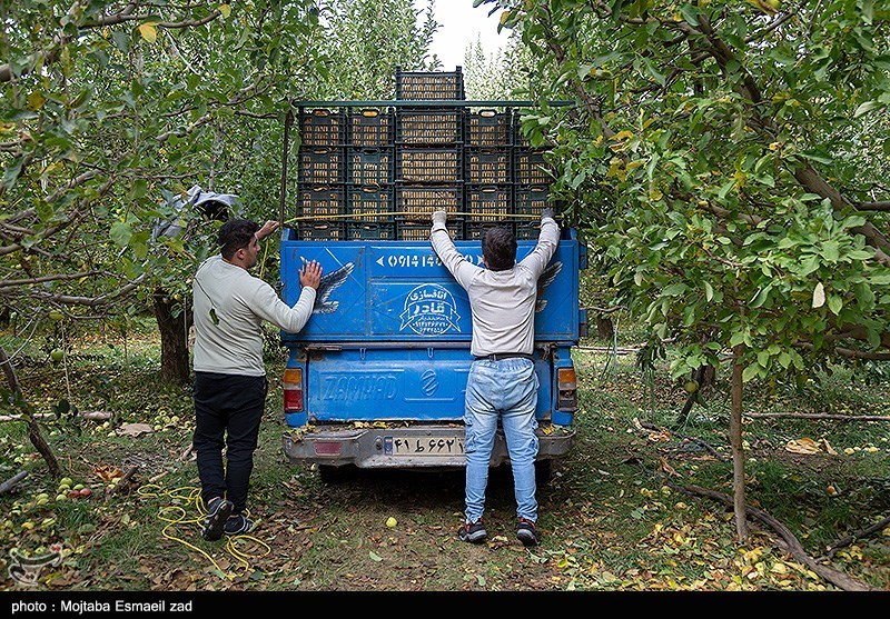برداشت سیب از باغات ارومیه