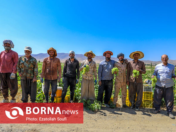 برداشت انگور در روستای آقداش