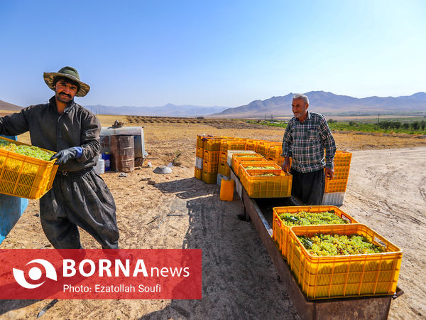 برداشت انگور در روستای آقداش