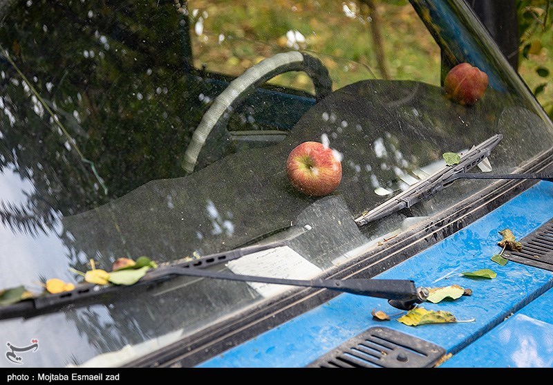 برداشت سیب از باغات ارومیه