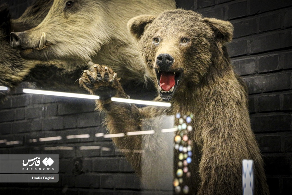 سفری بدون کوله به جهان طبیعت