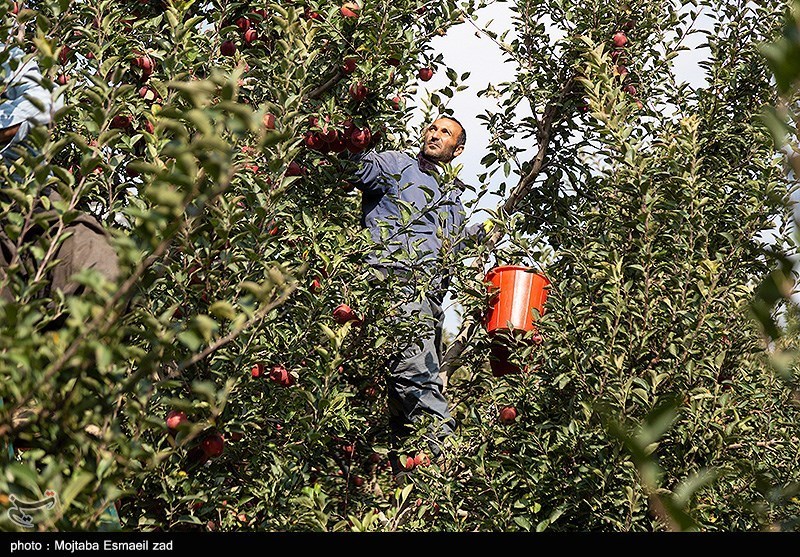 برداشت سیب از باغات ارومیه