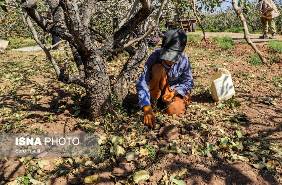برداشت پسته از باغات زنگی آباد کرمان