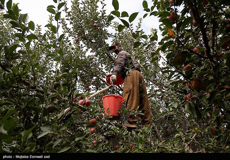 برداشت سیب از باغات ارومیه