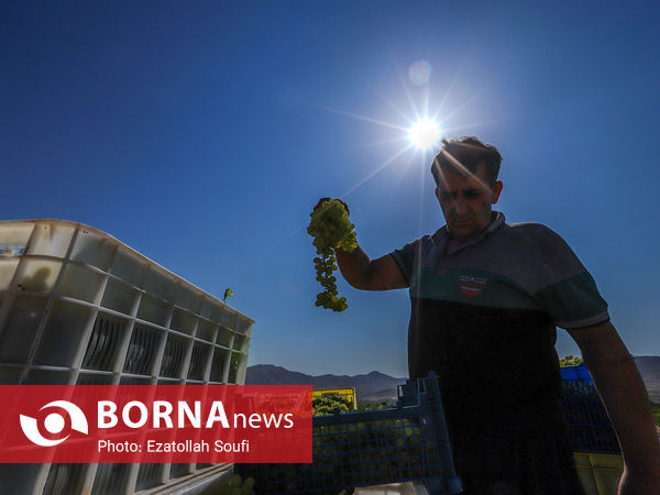 برداشت انگور در روستای آقداش