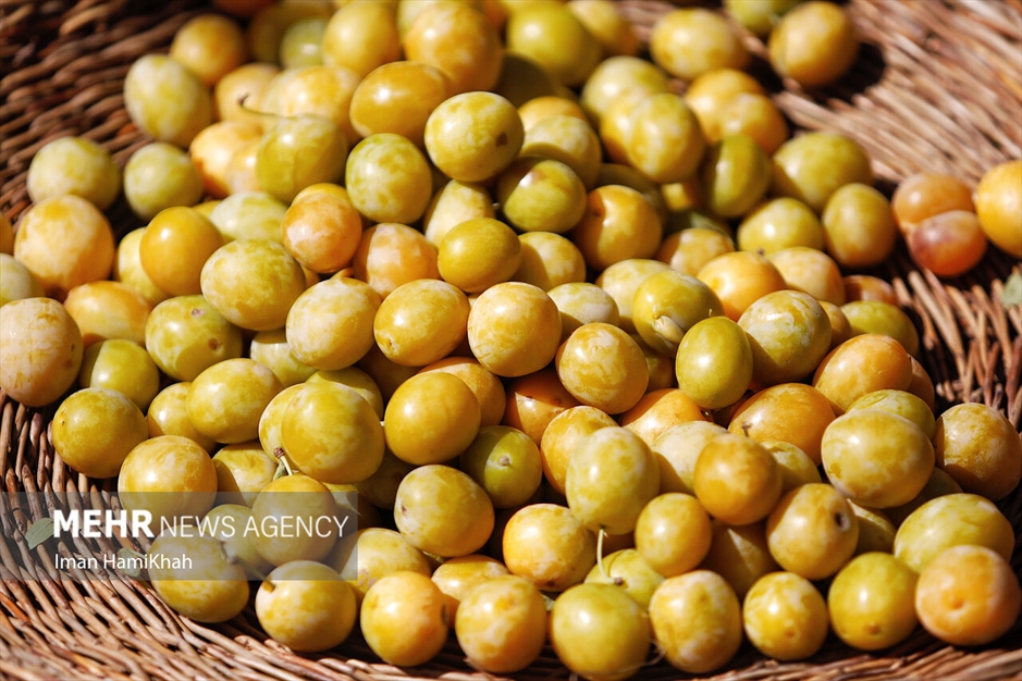 جشنواره برداشت آلو در روستای «حیدره قاضی خان»