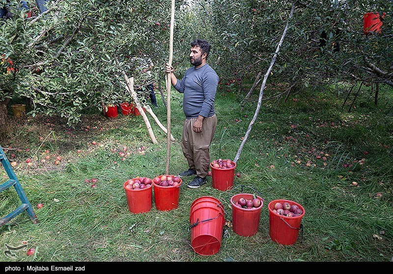 برداشت سیب از باغات ارومیه