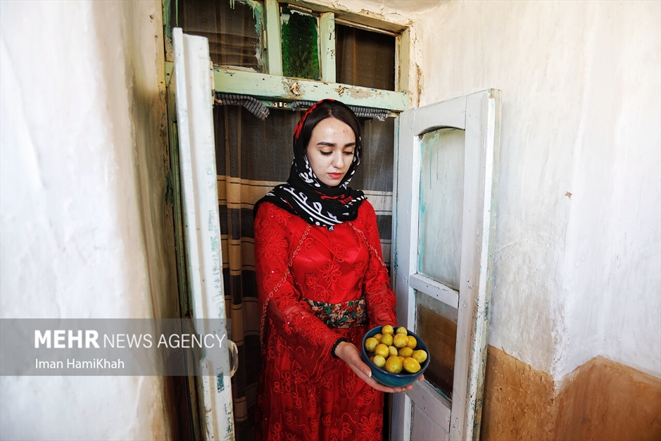 جشنواره برداشت آلو در روستای «حیدره قاضی خان»