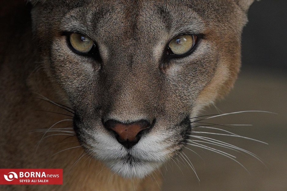 گربه سانان باغ وحش صفادشت