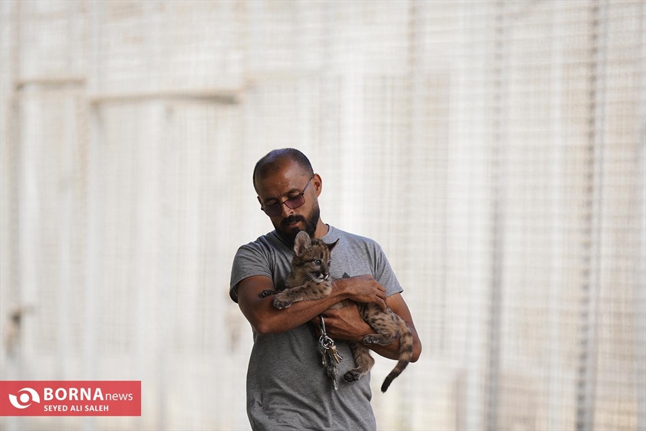 گربه سانان باغ وحش صفادشت