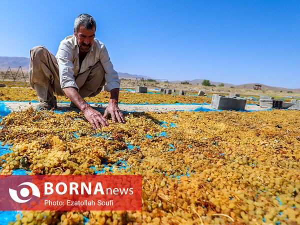برداشت انگور در روستای آقداش
