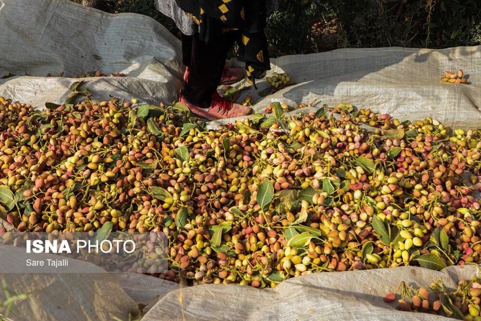 برداشت پسته از باغات زنگی آباد کرمان