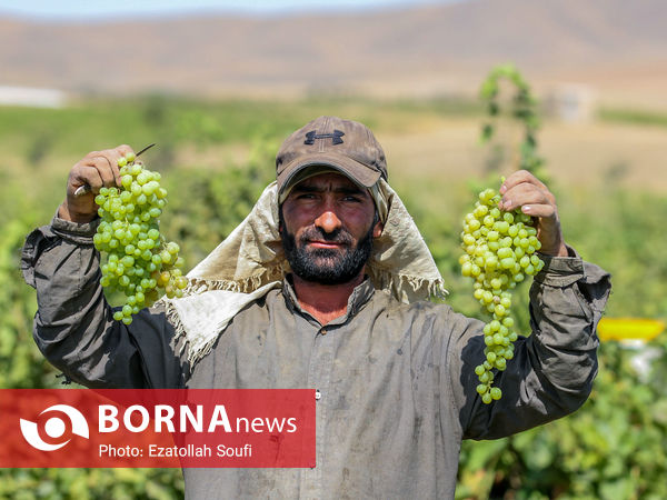 برداشت انگور در روستای آقداش