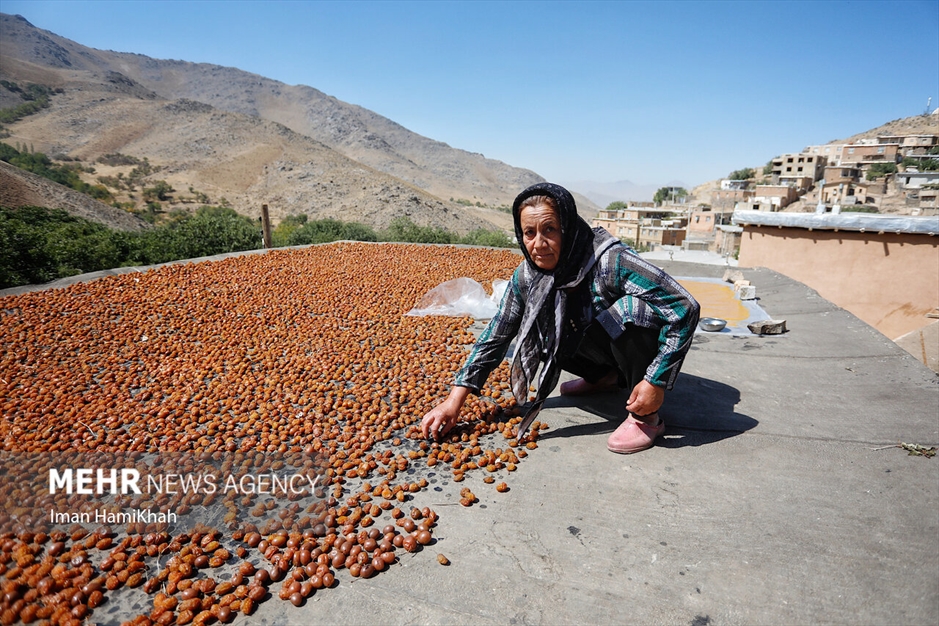 جشنواره برداشت آلو در روستای «حیدره قاضی خان»