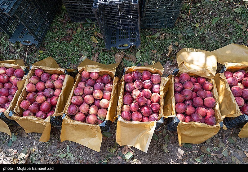 برداشت سیب از باغات ارومیه