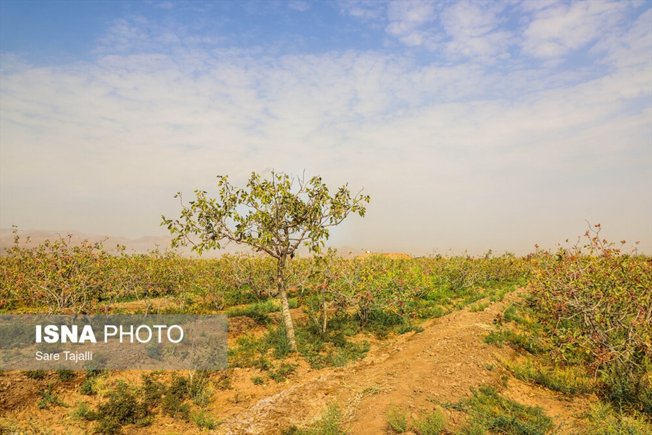 برداشت پسته از باغات زنگی آباد کرمان