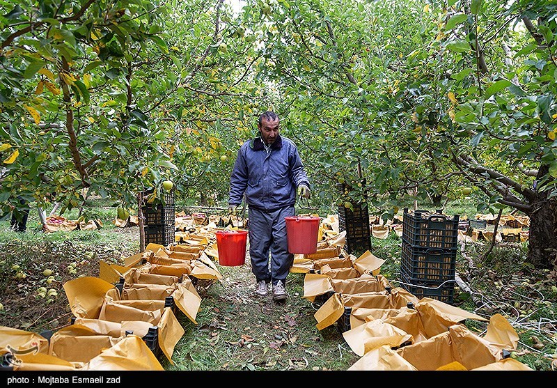 برداشت سیب از باغات ارومیه