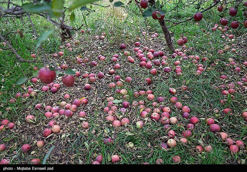 برداشت سیب از باغات ارومیه