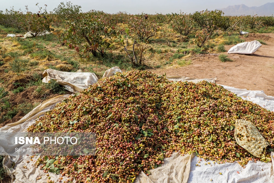 برداشت پسته از باغات زنگی آباد کرمان