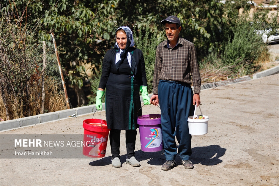 جشنواره برداشت آلو در روستای «حیدره قاضی خان»