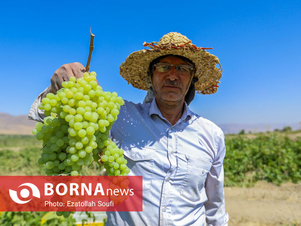 برداشت انگور در روستای آقداش